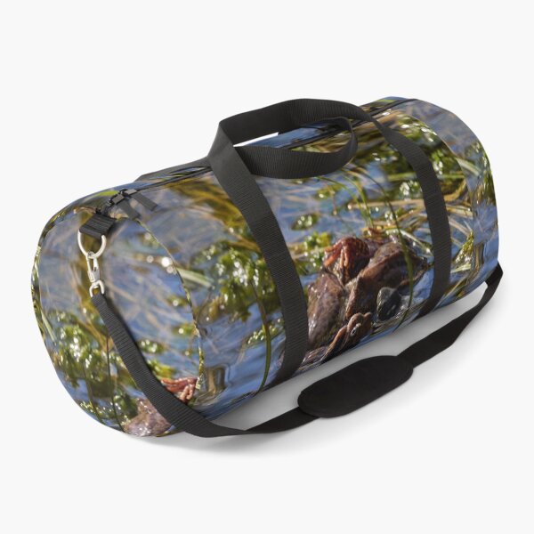 Item preview, Playing the spring balls. European brown frog designed and sold by Jouko Lehto Photography.