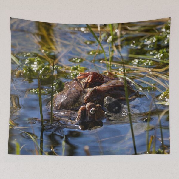 Item preview, Playing the spring balls. European brown frog designed and sold by Jouko Lehto Photography.