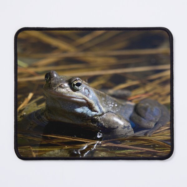 Item preview, The guardian of the future. . European brown frog designed and sold by Jouko Lehto Photography.