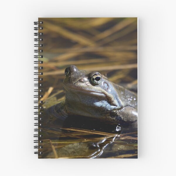 Item preview, The guardian of the future. . European brown frog designed and sold by Jouko Lehto Photography.