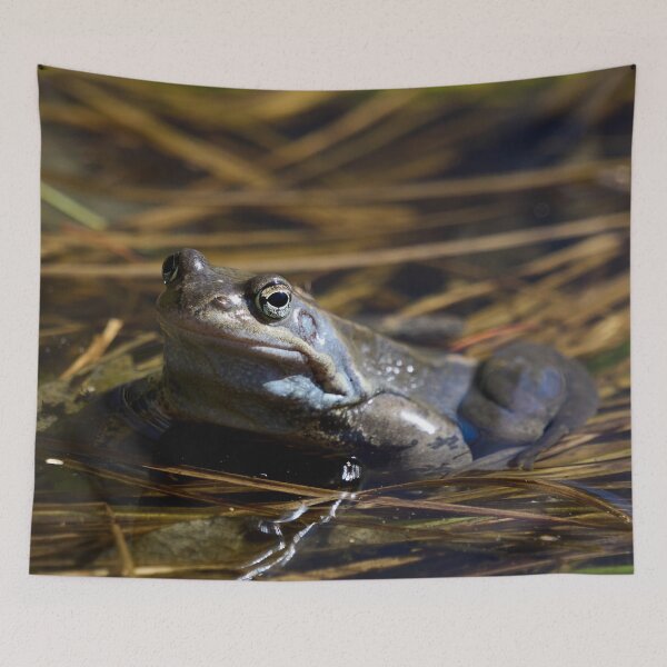 Item preview, The guardian of the future. . European brown frog designed and sold by Jouko Lehto Photography.