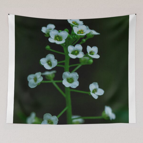 Item preview, Sweet Alyssum  designed and sold by Cblifeisgood.