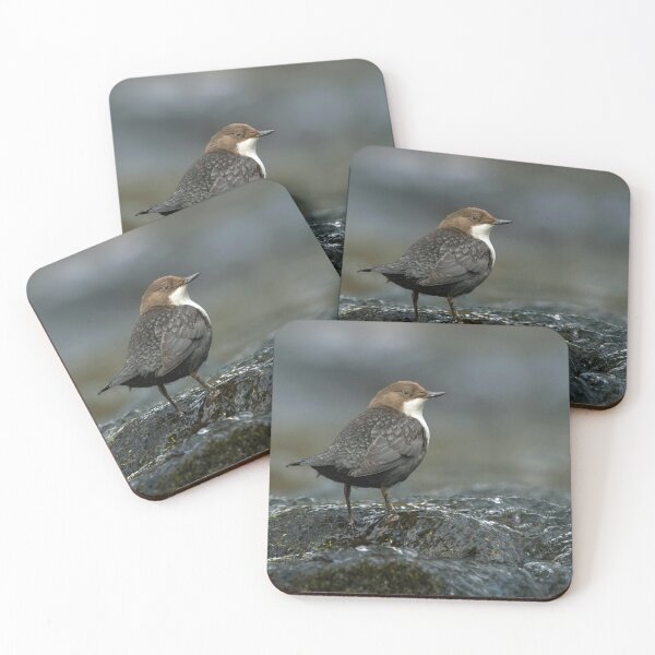 Item preview, Dipper in the River Findhorn designed and sold by Tom McPherson Photography.