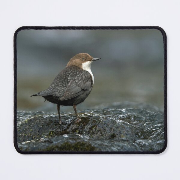 Item preview, Dipper in the River Findhorn designed and sold by Tom McPherson Photography.