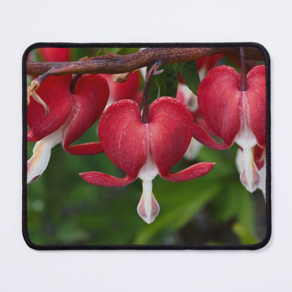 Item preview, Bleeding Heart flower designed and sold by Cblifeisgood.