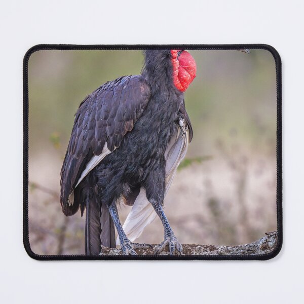 Item preview, Southern Ground Hornbill Perched Tanzania Africa designed and sold by PhotoArt by Joan Carroll.
