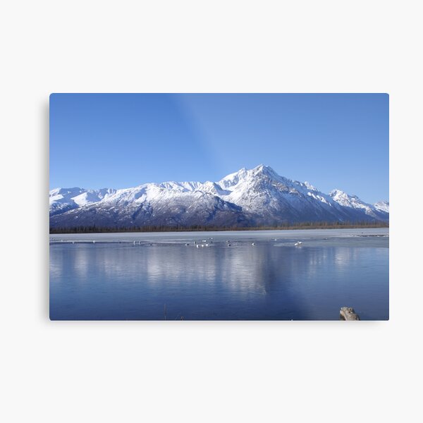 Swan Song Metal Print