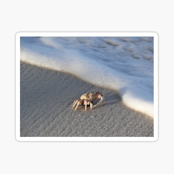 Item preview, Crab On Perfect White Sand - Kenya Africa designed and sold by exploramum.
