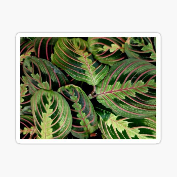 Item preview, green leaf designed and sold by IgorKovalenko.