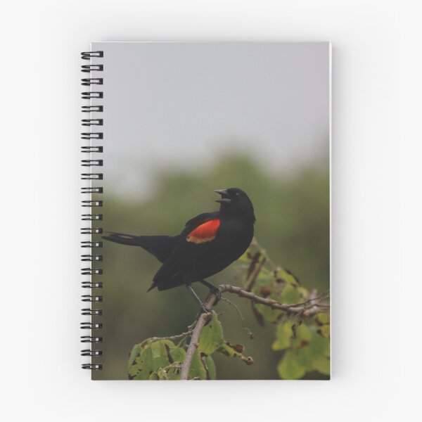 Item preview, Red-Winged Blackbird Calling A Mate designed and sold by thatpersonsoph.