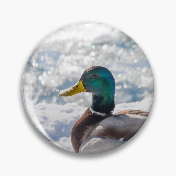 Item preview, Mallard Duck Rests on the Snow in the Sun designed and sold by jrtwynam.