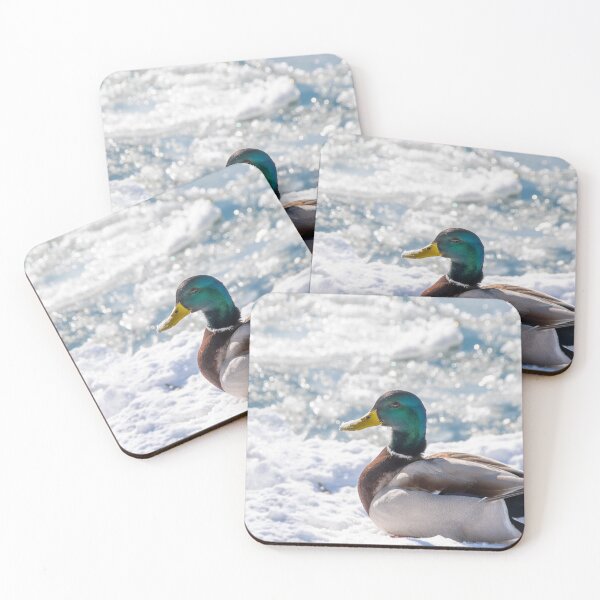 Item preview, Mallard Duck Rests on the Snow in the Sun designed and sold by jrtwynam.