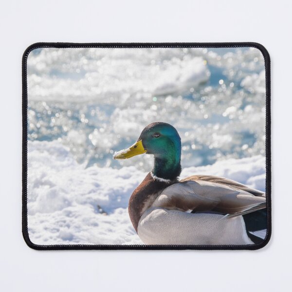 Item preview, Mallard Duck Rests on the Snow in the Sun designed and sold by jrtwynam.