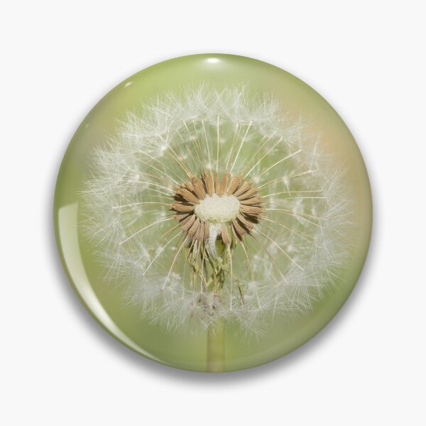 Item preview, White dandelion blowball closeup designed and sold by KRFNatureGifts.