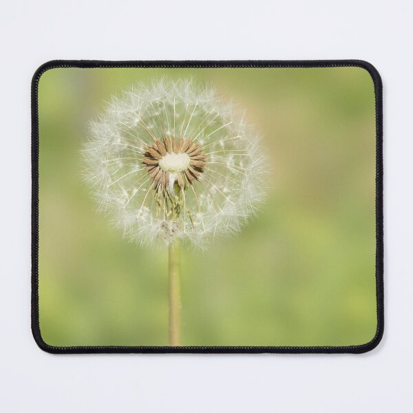 Item preview, White dandelion blowball closeup designed and sold by KRFNatureGifts.