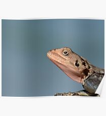 Lizard in Blue - Kenya Africa Poster