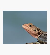 Lizard in Blue - Kenya Africa Photographic Print