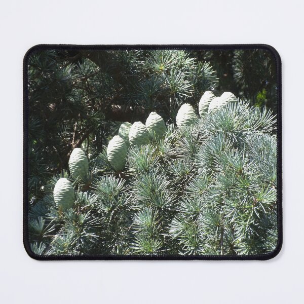 Item preview, Deodar Cedar at Midday designed and sold by gistinker.