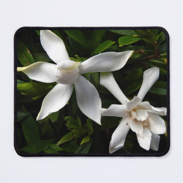 Item preview, Dual Gardenia designed and sold by gistinker.