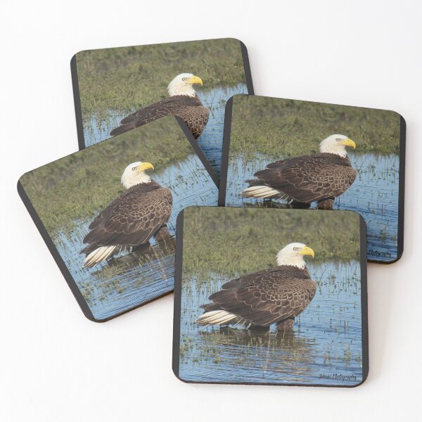 Item preview, Bald Eagle in a Marsh designed and sold by John  Cone.