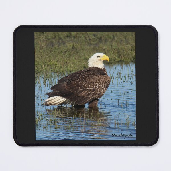 Item preview, Bald Eagle in a Marsh designed and sold by John Cone.