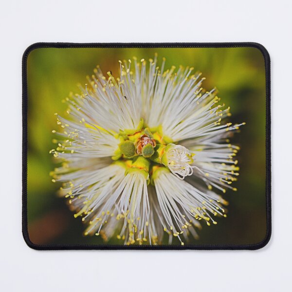 Item preview, White Bottlebrush Face Australian designed and sold by Joy Watson - Natural Light Photography .