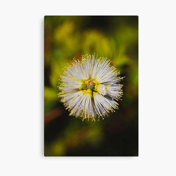 Item preview, White Bottlebrush Face Australian designed and sold by Joy Watson - Natural Light Photography .