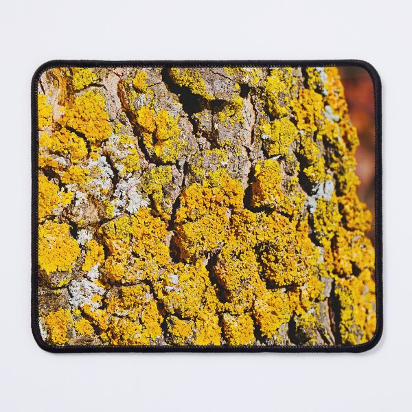 Item preview, Yellow Lichen On A Large Tree designed and sold by Joy Watson - Natural Light Photography .