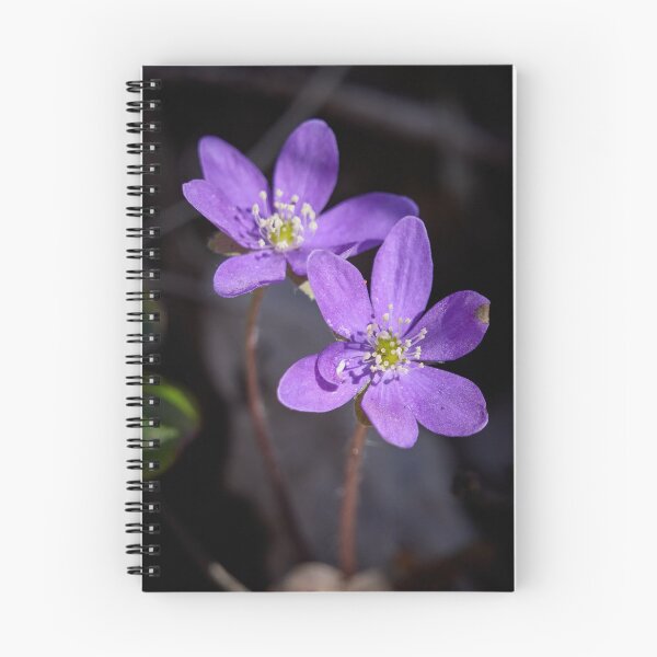 Item preview, Pretty in purple. Common hepatica designed and sold by Jouko Lehto Photography.