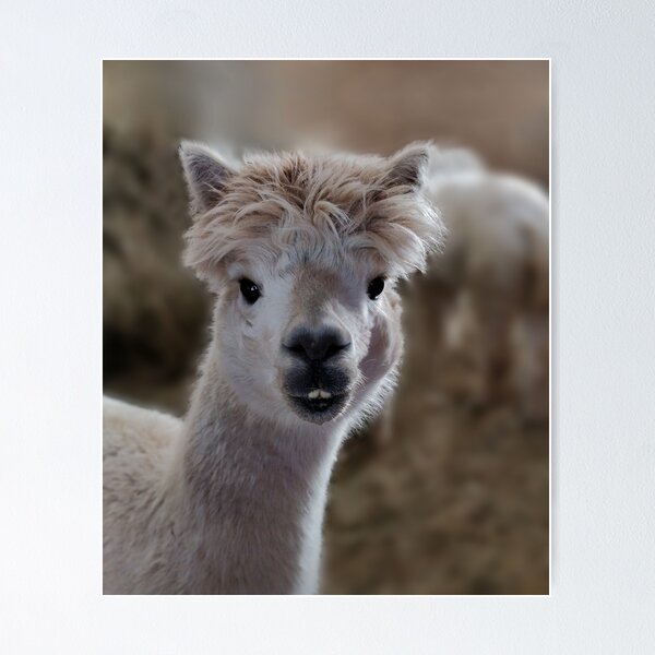 Llama Alpaca Hair Wall Art for Sale Redbubble