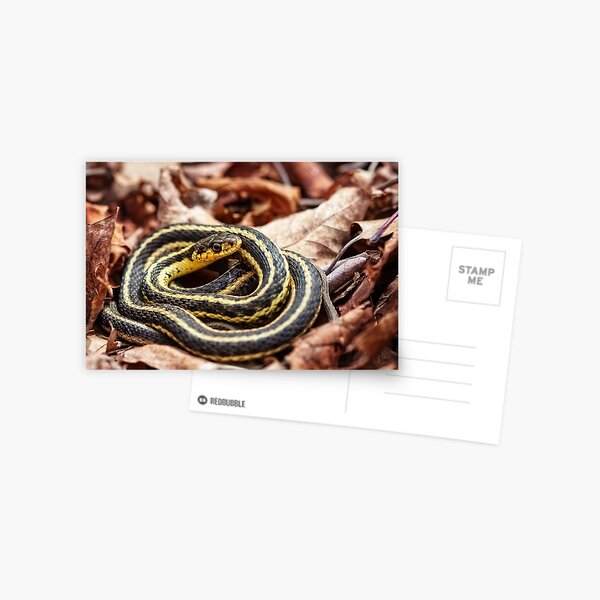 Item preview, lazy snake designed and sold by Manon Boily.
