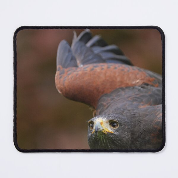Item preview, Harris's Hawk designed and sold by Portegiesje.