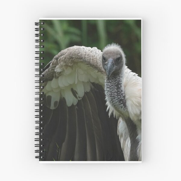 Item preview, White-Backed Vulture designed and sold by Portegiesje.