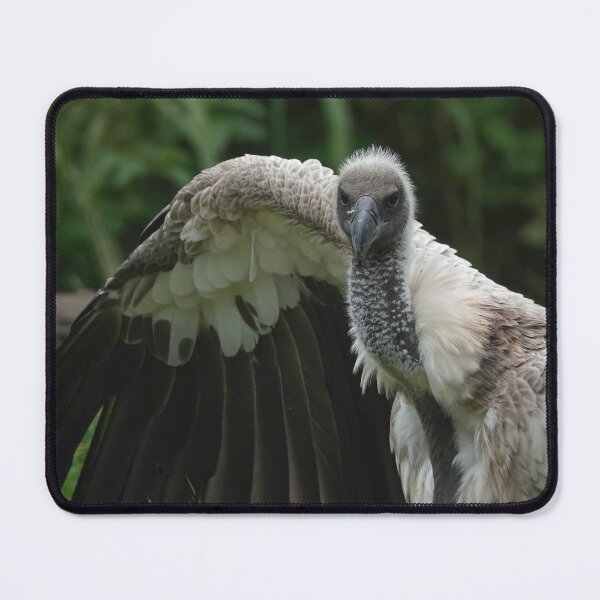 Item preview, White-Backed Vulture designed and sold by Portegiesje.