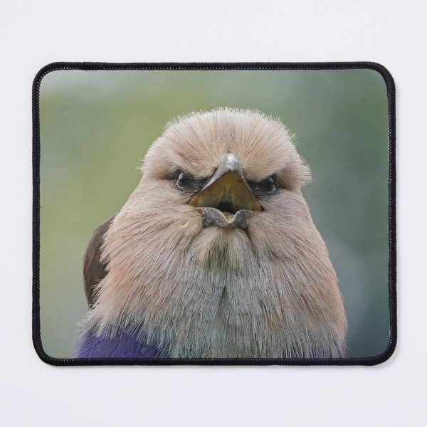 Item preview, Blue-Bellied Roller designed and sold by Portegiesje.