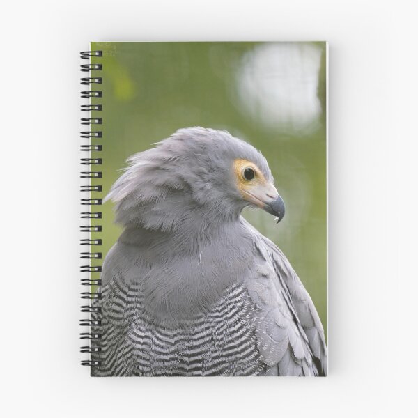 Item preview, African Harrier Hawk designed and sold by Portegiesje.