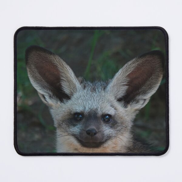 Item preview, Bat-Eared Fox pup designed and sold by Portegiesje.