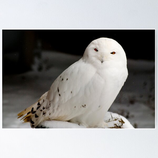 Item preview, Snowy Owl designed and sold by sundawg7.