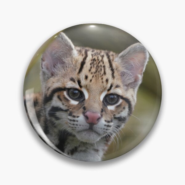 Item preview, Ocelot kitten designed and sold by Portegiesje.