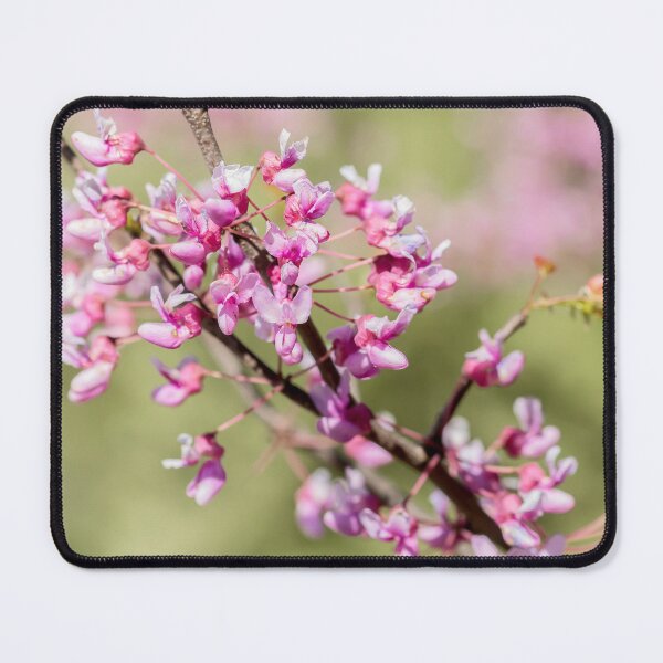 Item preview, Blooming redbud blossoms in spring designed and sold by KRFNatureGifts.