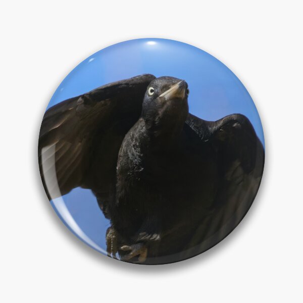 Item preview, Take off. Black woodpecker designed and sold by Jouko Lehto Photography.