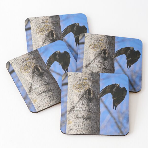 Item preview, Take off. Black woodpecker designed and sold by Jouko Lehto Photography.