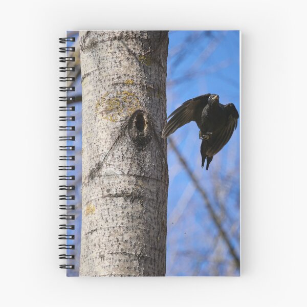 Item preview, Take off. Black woodpecker designed and sold by Jouko Lehto Photography.