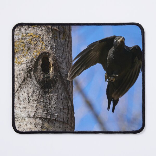 Item preview, Take off. Black woodpecker designed and sold by Jouko Lehto Photography.
