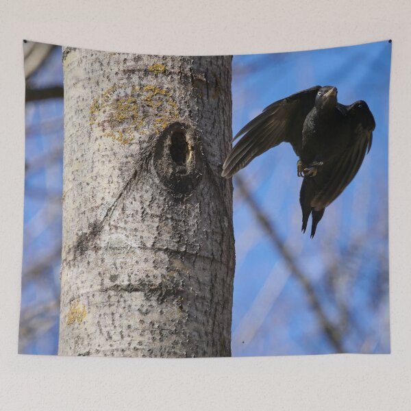 Item preview, Take off. Black woodpecker designed and sold by Jouko Lehto Photography.