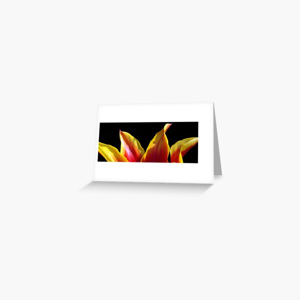 Tulip Tips Greeting Card