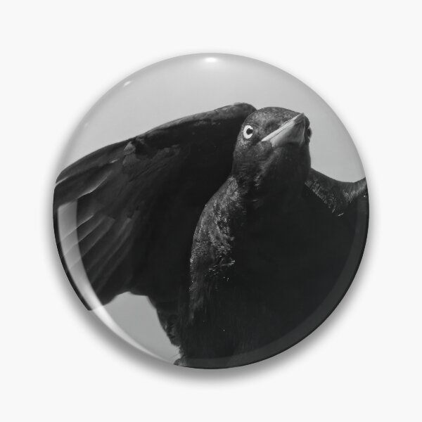 Item preview, Take off. Black woodpecker bw designed and sold by Jouko Lehto Photography.