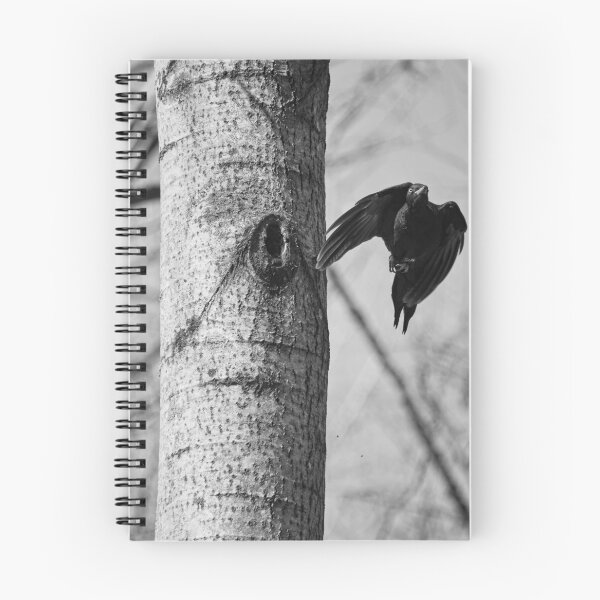 Item preview, Take off. Black woodpecker bw designed and sold by Jouko Lehto Photography.