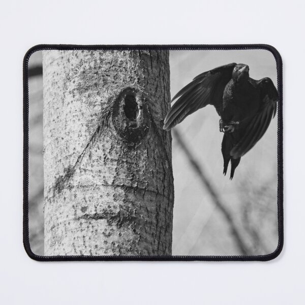 Item preview, Take off. Black woodpecker bw designed and sold by Jouko Lehto Photography.