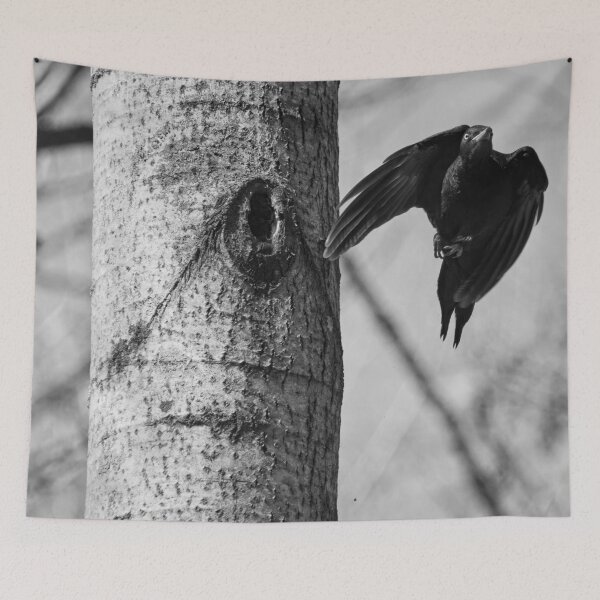 Item preview, Take off. Black woodpecker bw designed and sold by Jouko Lehto Photography.